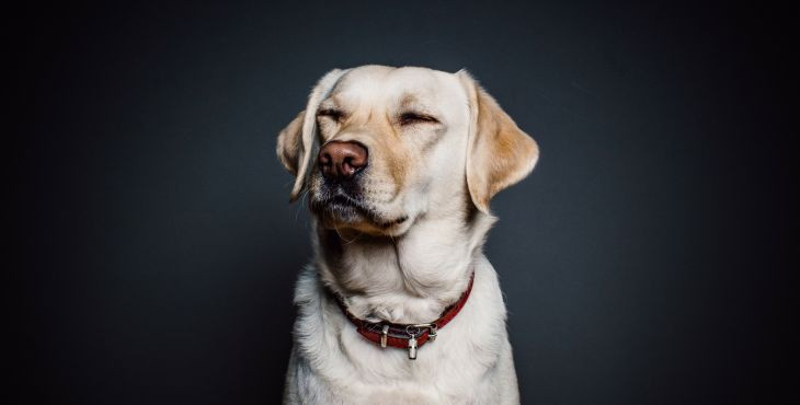 6 ľudských ochorení, na ktoré ťa pes upozorní skôr ako lekári – II. Časť