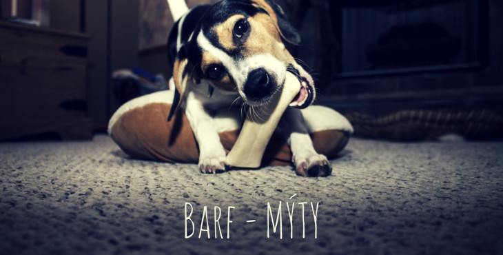 BARF – Mýty o kŕmení psa čerstvou potravou