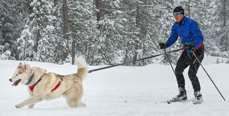 Skijöring, zimný šport pre teba a tvojho psa