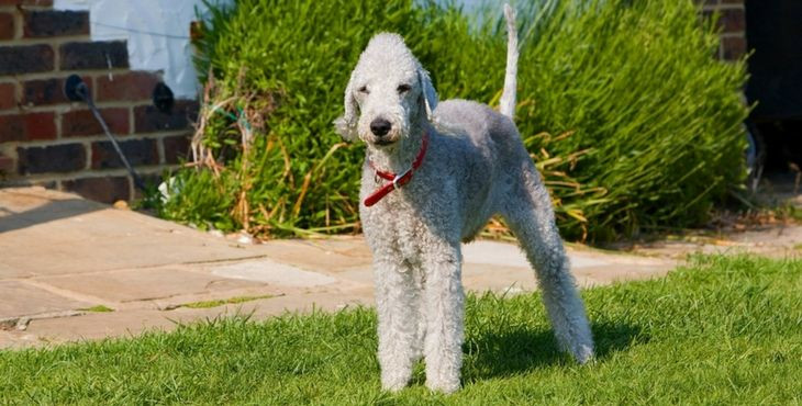 Bedlington teriér (bedlington terrier)