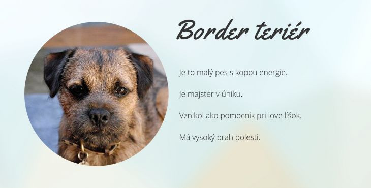 Border teriér (border terrier)