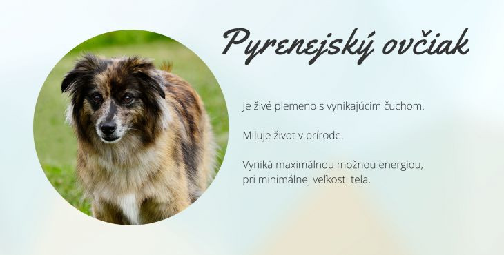 Pyrenejský ovčiak (pyrenean sheperd, pyrenean sheepdog, pyrenejský ovčák)