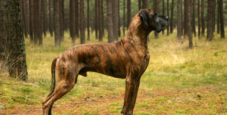 Nemecká doga (Deutsche Dogge, Great Dane)