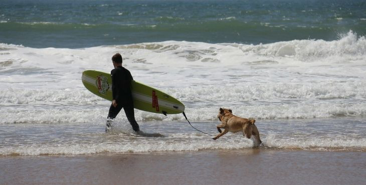 Trochu športovej exotiky - Dog surfing pre dobrých psích plavcov 