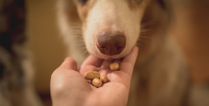 Môžu psy jesť arašidy?