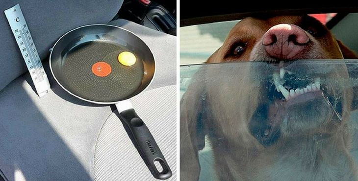 Test s vajíčkom v rozpálenom aute ti ukáže, prečo by si v ňom nemal nechávať svojho psa