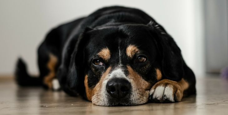Zlyhávajú tvojmu psíkovi obličky? Čo je skutočná príčina?