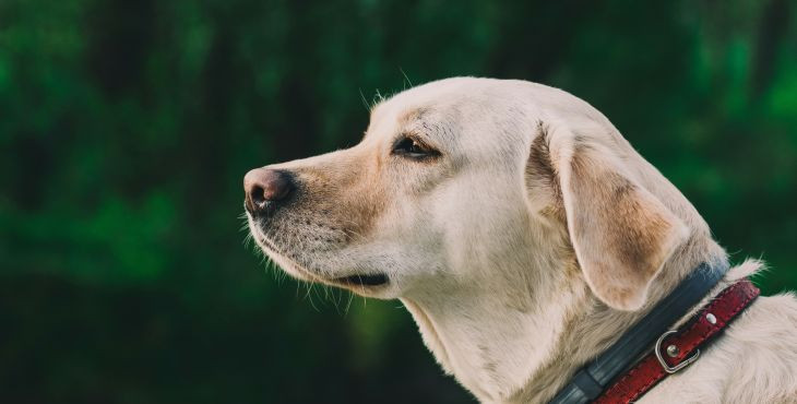 6 ľudských ochorení, na ktoré ťa pes upozorní skôr ako lekári – I. časť